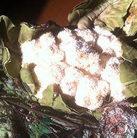 Cauliflower